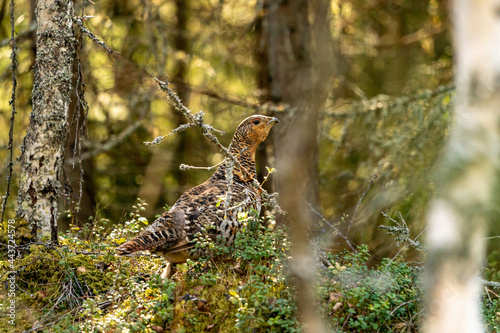 Female western capercaillie posing