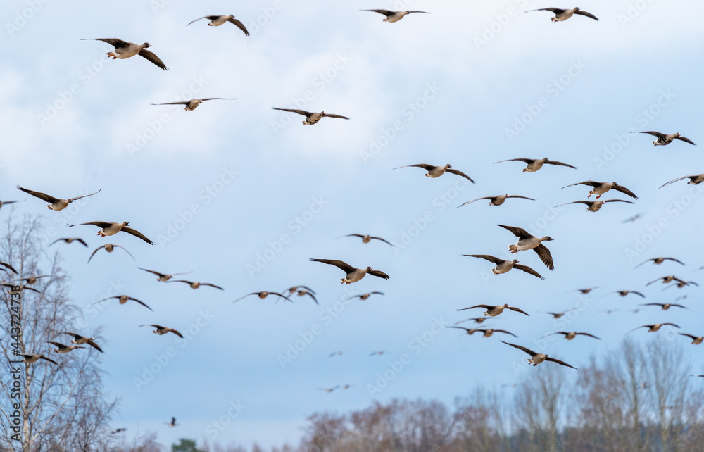 Bean goose flock flying