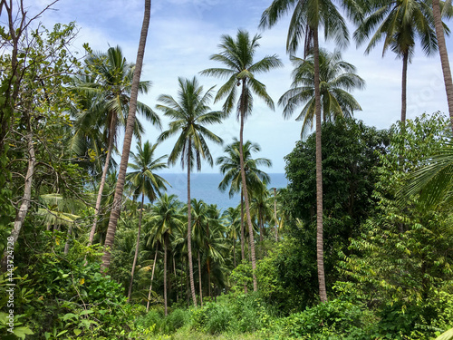 Jungle full of palm trees © Rafael Prendes