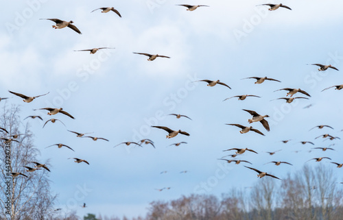 Bean goose flock flying © Aki