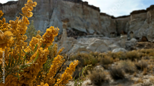 Fényképezés Wahweap Hoodoo and goldenrod located in Southern Utah's High Desert