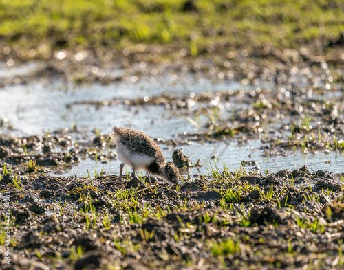 Young Northern lapwing chick