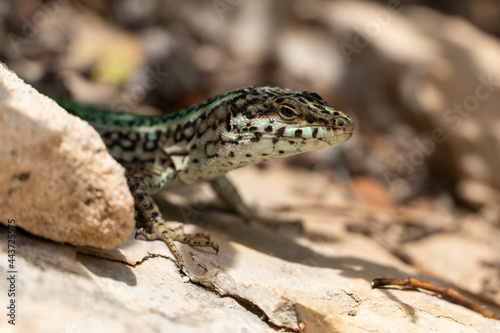 lagartija o salamandra de Ibiza, símbolo de Ibiza