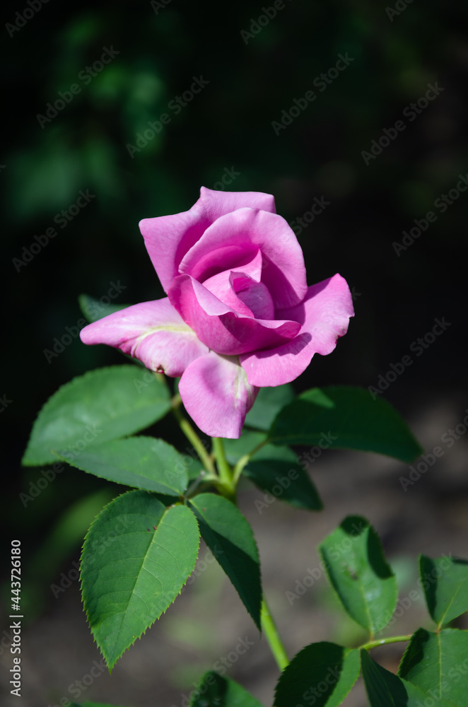 Beautiful, original, lilac rose in the summer garden. Breeding roses. Gardening.