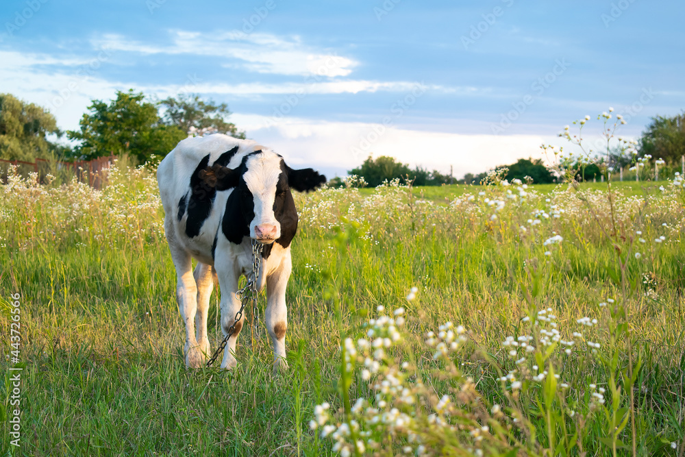 Cow feeding in the green field, meadow, pasture in sunny summer day, beautiful landscape with copy space, domestic farm animal Cow feeding in the green field, meadow, pasture in sunny summer day, beautiful landscape with copy space, domestic farm animal