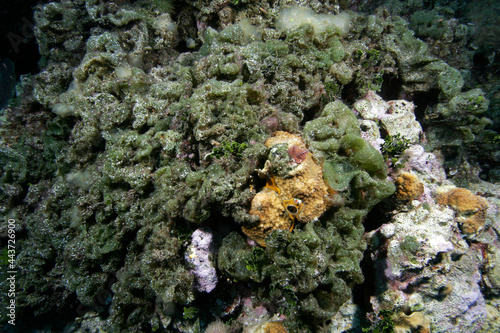 Algae overgrowing coral in the Exumas, Bahama Islands
