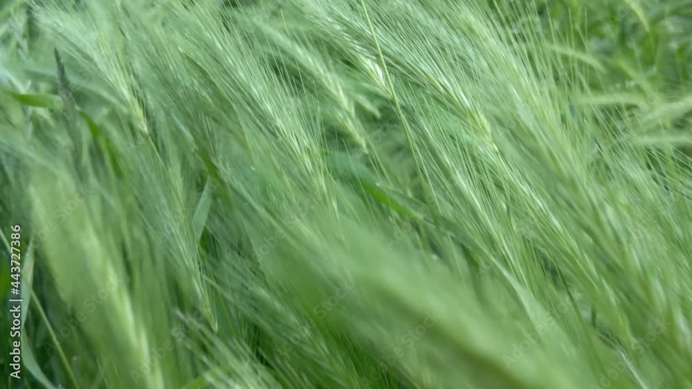 Young green ears of barley in the countryside. Young new harvest Young green ears of barley in the countryside. Young new harvest