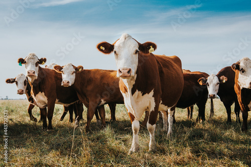 Fotobehang cows in the field