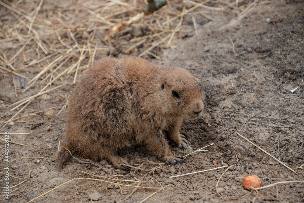 Prairie Dog (Cynomys ludovicianus) Beautiful cute animal. Prairie Dog (Cynomys ludovicianus) Beautiful cute animal.