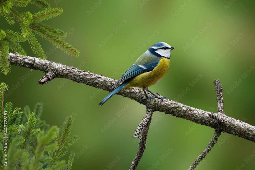 The Eurasian blue tit (Cyanistes caeruleus) on the branch in morning sun. The Eurasian blue tit (Cyanistes caeruleus) on the branch in morning sun.