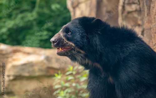 Male Andean Bear as zoological specimen in Nashville Tennessee.  photo