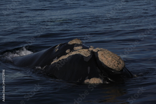 Ballena Franca Austral Patagonia Argentina