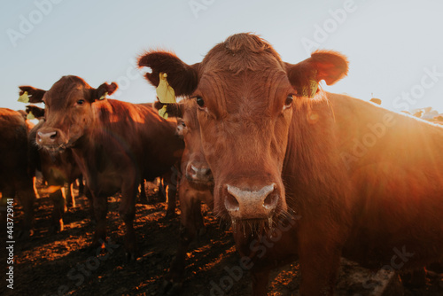 cows in the field