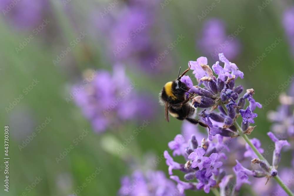 a bumblebee sits at a purple lavender flower in the garden in springtime closeup a bumblebee sits at a purple lavender flower in the garden in springtime closeup