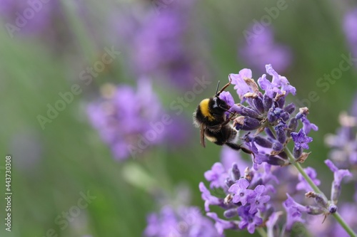 a bumblebee sits at a purple lavender flower in the garden in springtime closeup