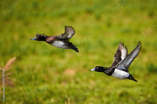 Tufted Ducks ,male and female in flight ( Aythya fuligula )	