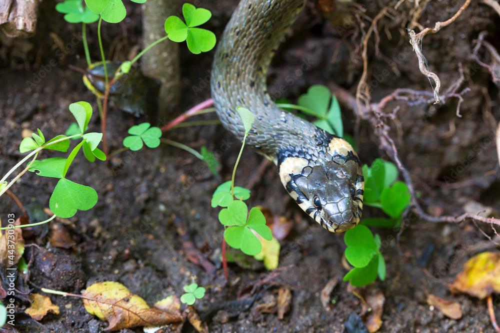 Collared snake, Grass snake in the Nature (Natrix natrix) Collared snake, Grass snake in the Nature (Natrix natrix)