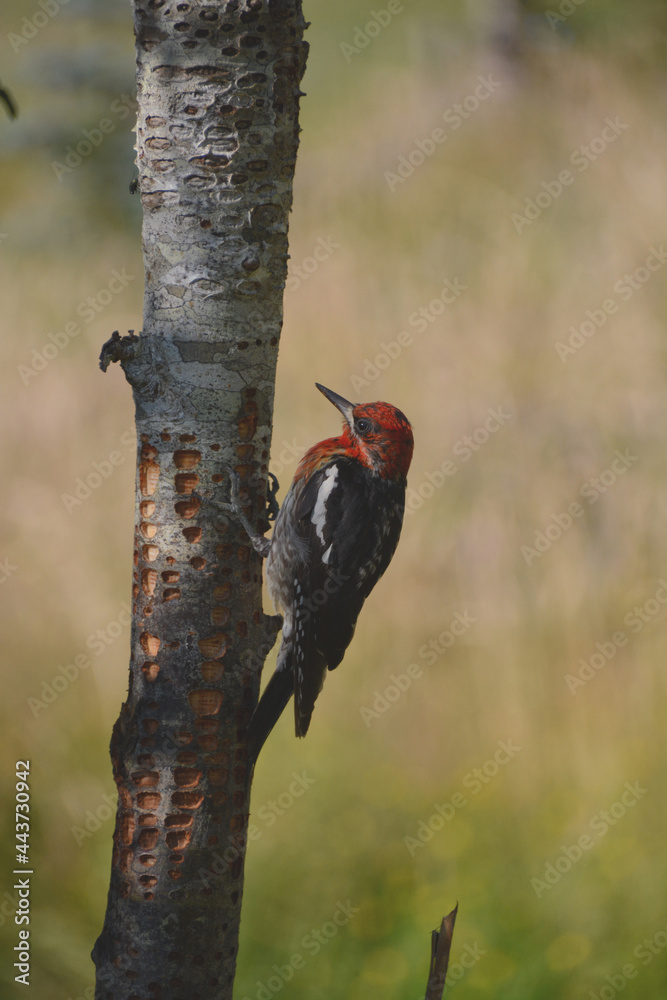 Red-breasted Sapsucker (sphyrapicus ruber) feeding at freshly drilled sap wells on an ash tree in the summer sunshine.