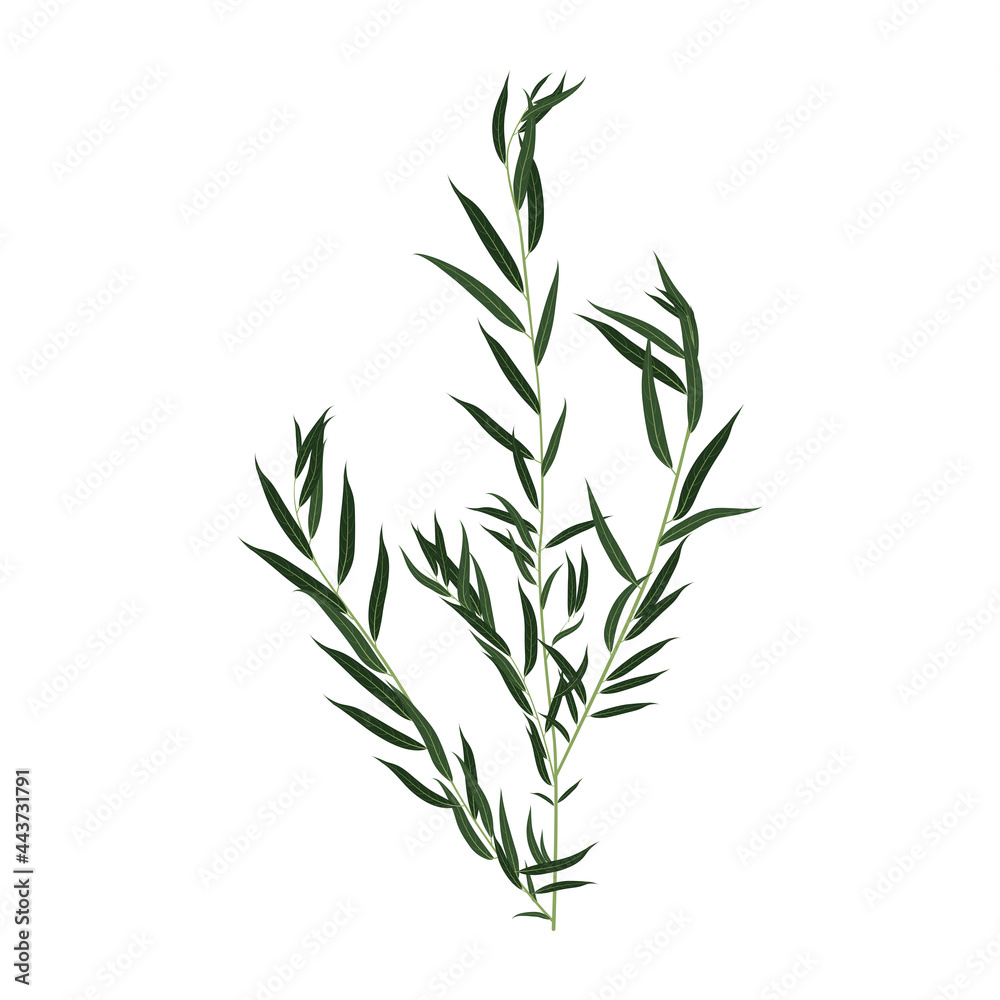 Willow branch isolated on white background. Flat vector illustration Willow branch isolated on white background. Flat vector illustration