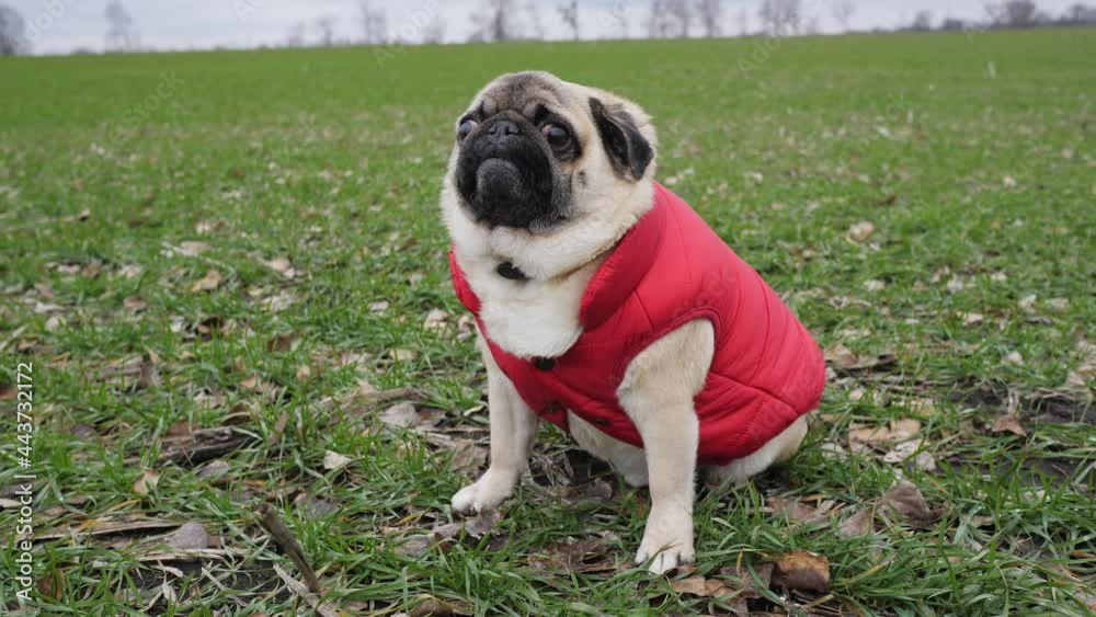 Funny pug dog sitting in green wheat field dressed red vest like farmer Funny pug dog sitting in green wheat field dressed red vest like farmer