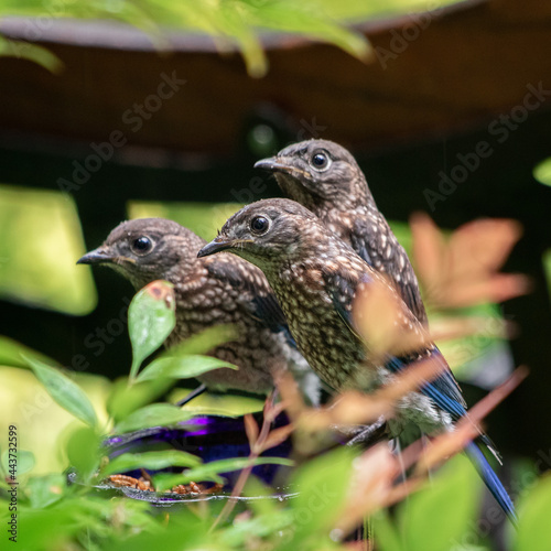 fledgling bluebirds
