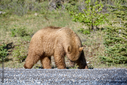 Cinnamon coated American black bear (Ursus americanus) takes a stroll down a gravel road, Spray Lakes Provincial Park, Kananaskis Country, Alberta, Canada . photo