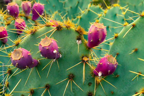 Cuadro en lienzo Tunas y nopal