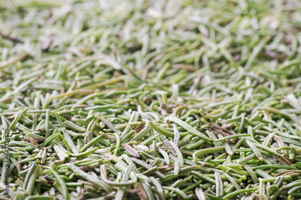 Rosemary (Rosmarinus Officinalis) dried leaf as condiment. Close up macro photography with copy space and selective focus. Rosemary (Rosmarinus Officinalis) dried leaf as condiment. Close up macro photography with copy space and selective focus.