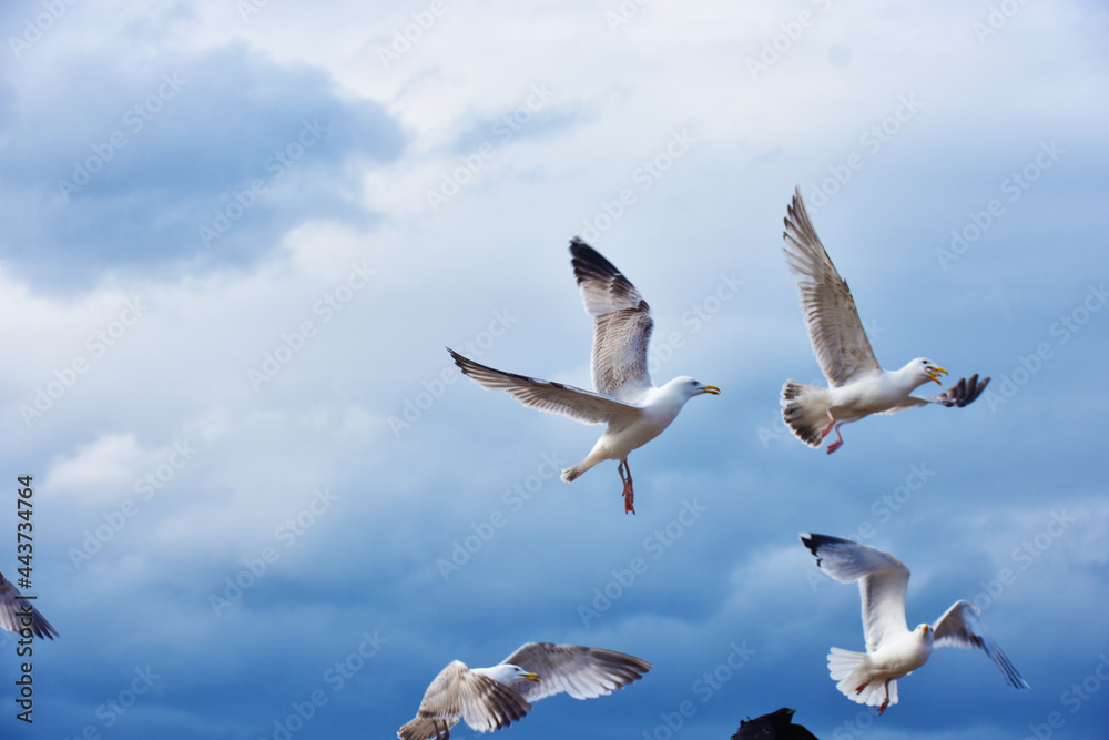 seagulls in the sky seagulls in the sky