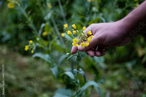 Man harvesting Arugula (Diplotaxis tenuifolia) flowers in a garden for cooking decoration. With copy space and selective focus. photo