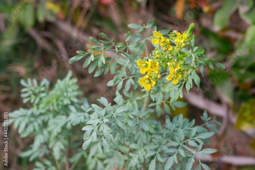 common rue female (Ruta graveolens)  in bloom with blurred background
