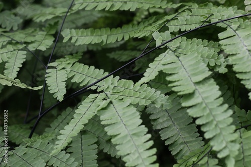 Adiantum formosum 1 photo