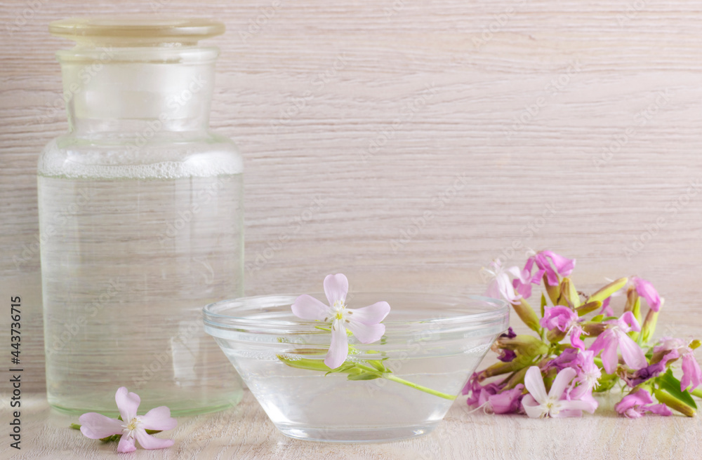 Saponaria Soapwort essence oil shampoo with saponina in a bowl with a flower near a medicine jar with the same shampoo and few flowers over a wooden white table