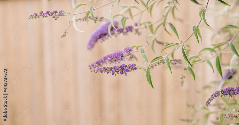 Butterfly bush purple flowers 
