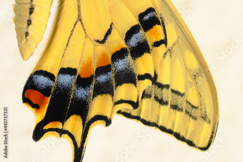 美しいアゲハ蝶の羽模様