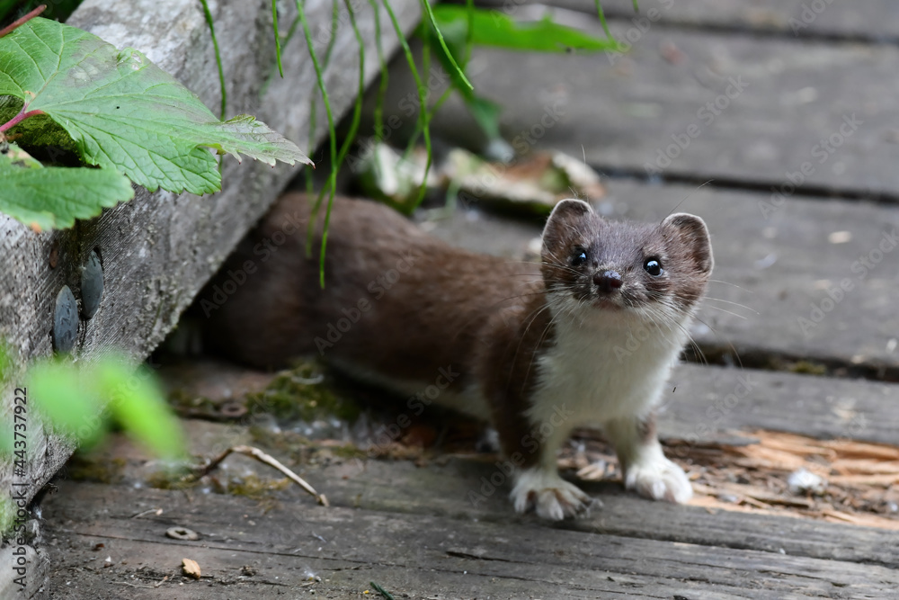A stoat or short-tailed weasel (Mustela erminea), also known as the ermine, searches for food along the boardwalk at Alaska's Russian River. A stoat or short-tailed weasel (Mustela erminea), also known as the ermine, searches for food along the boardwalk at Alaska's Russian River.