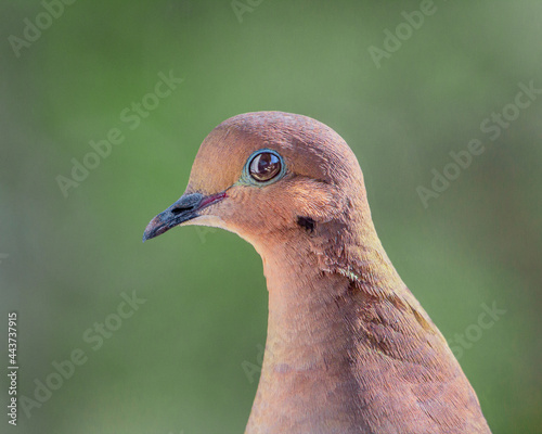 mourning dove close up
