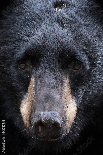Portrait of a wild Alaska black bear (Ursus americanus) showing battle scars.