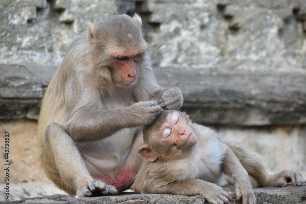 Naklejka premium mother and baby