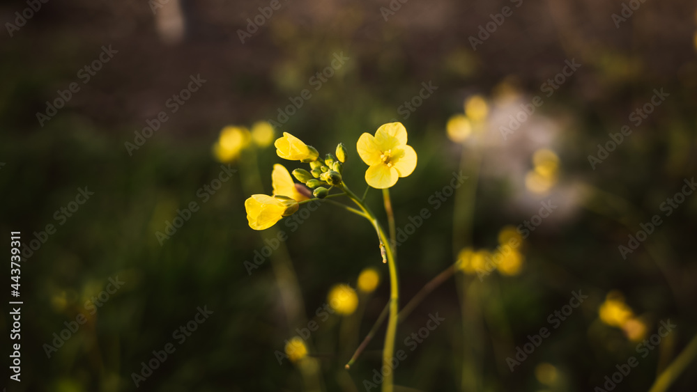 yellow flowers in the field yellow flowers in the field