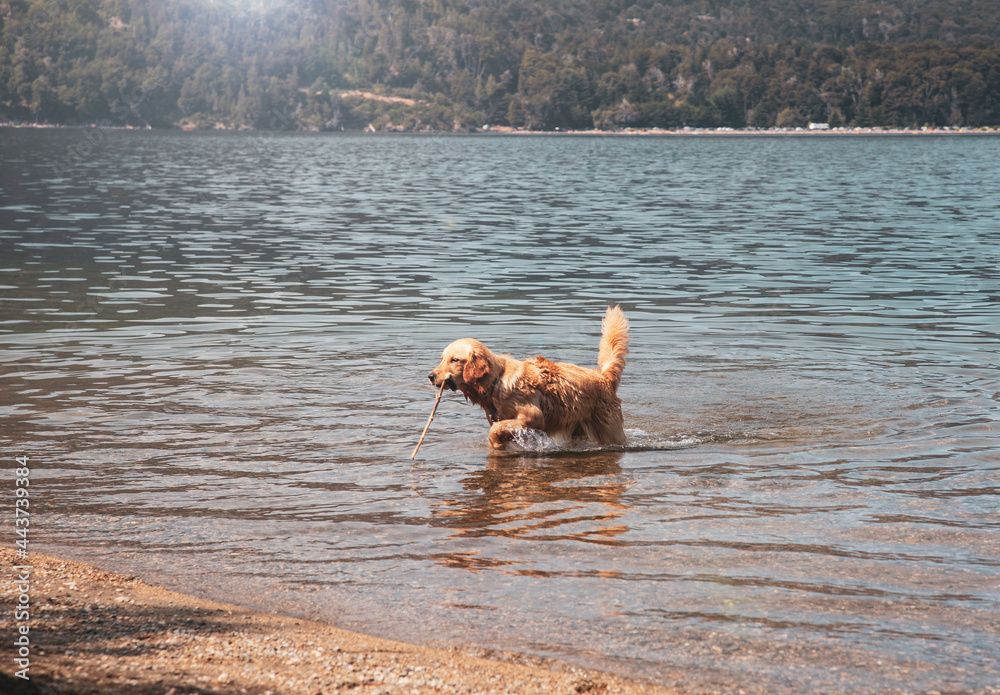 Golden retriever dog with a stick at the lake Golden retriever dog with a stick at the lake