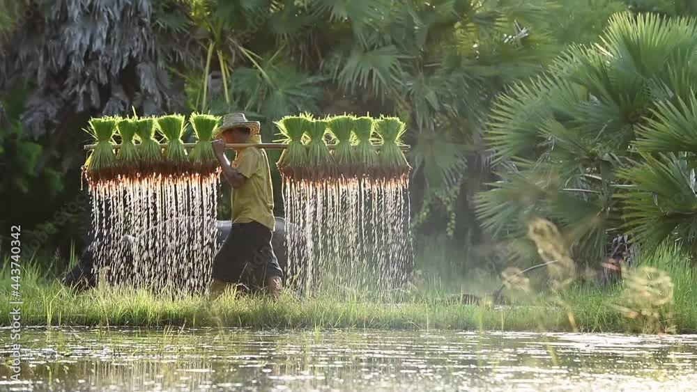 Farmer and buffalo in rice field Thailand