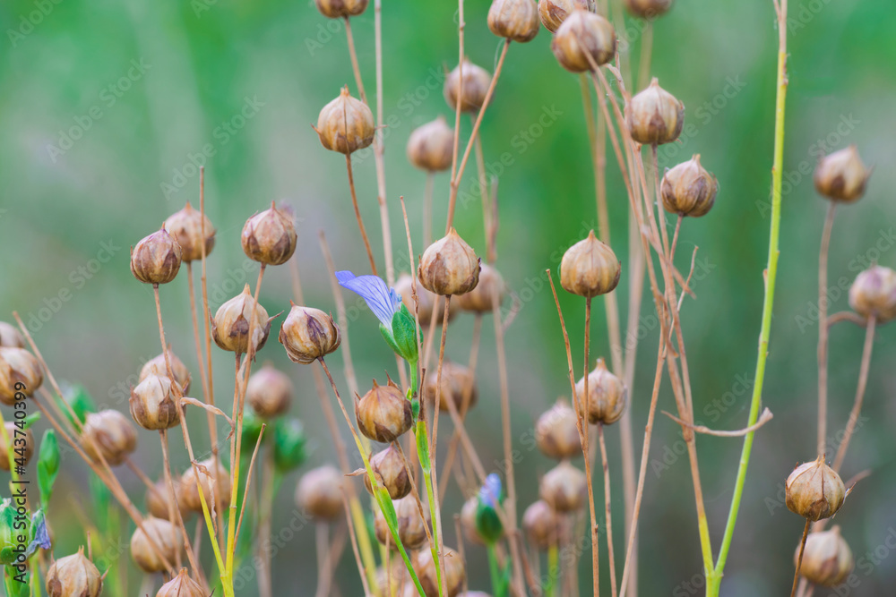 Close up photo of a flax flower in middle of ripe flax capsules on a green blurred background Close up photo of a flax flower in middle of ripe flax capsules on a green blurred background
