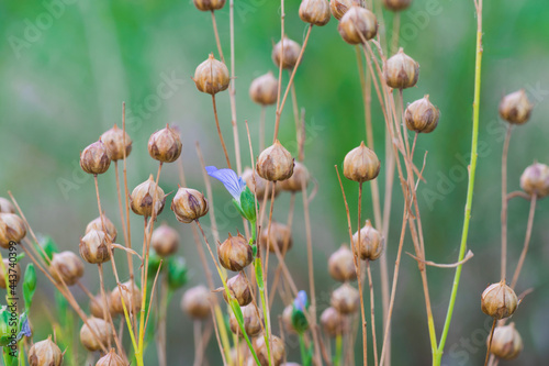 Close up photo of a flax flower in middle of ripe flax capsules on a green blurred background photo