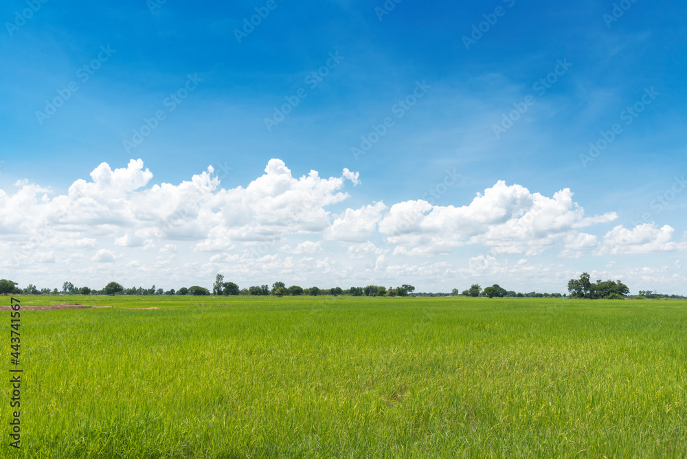 Obraz premium Rice field blue sky with clouds