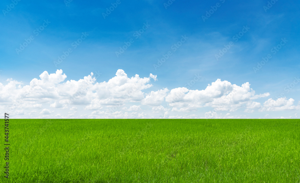 Fototapeta premium Rice field blue sky with clouds