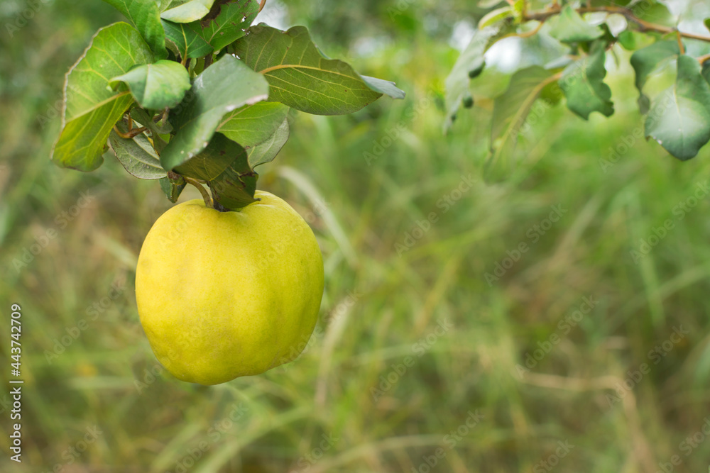 Quince fruit ready to harvest
