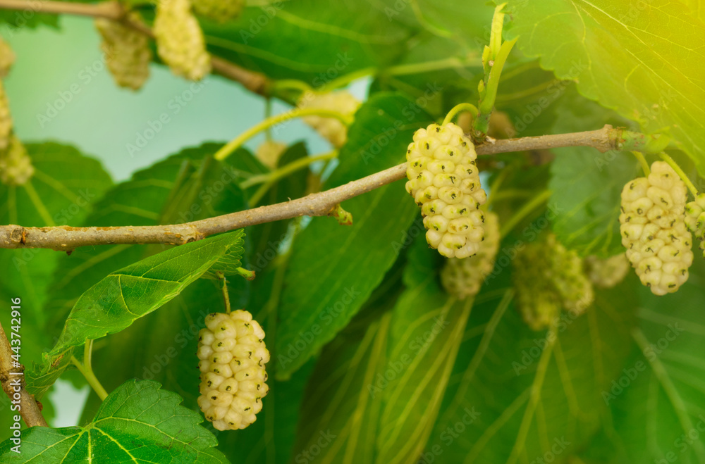 Branch of a tree of white Mulberries (Morus Alba) with sunlight coming from the right Branch of a tree of white Mulberries (Morus Alba) with sunlight coming from the right