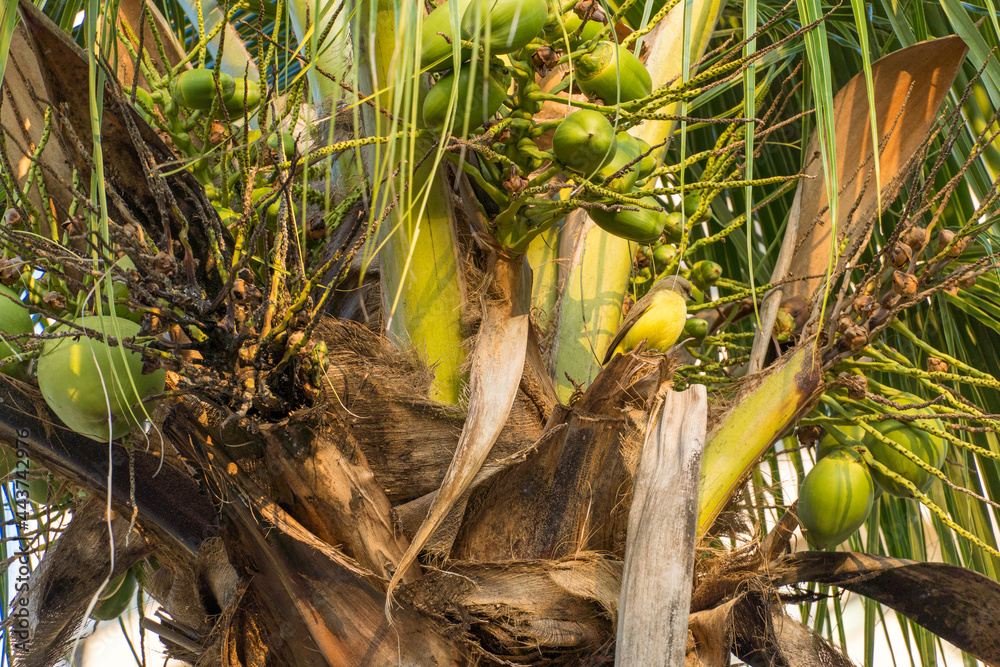 Coconut tree full of coconuts on a sunny day. Park in Brazil. Coconut tree full of coconuts on a sunny day. Park in Brazil.