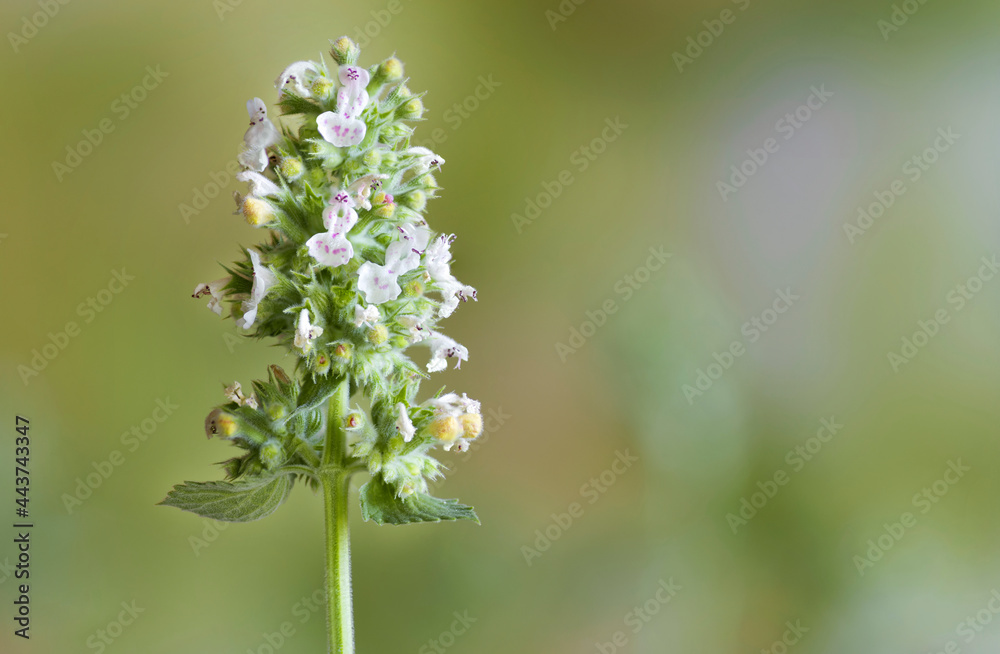 Catnip (Nepeta cataria) inflorecense, close up on a green blurred background Catnip (Nepeta cataria) inflorecense, close up on a green blurred background